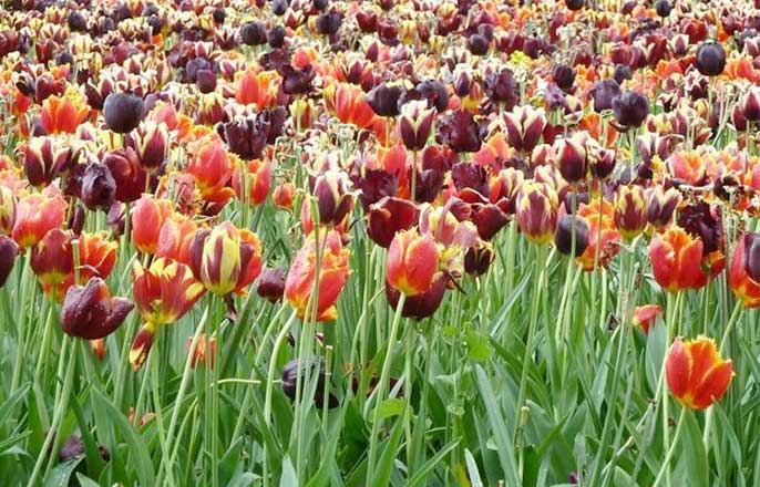 champ-tulipe-hollande
