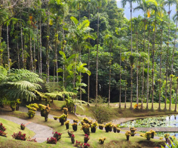 5-activites-a-faire-martinique