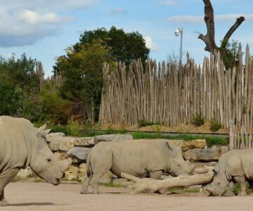 visite-du-zoo-prairi-daiza