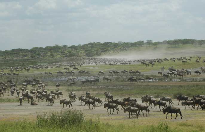 parc-serengeti-faune-tanzanie