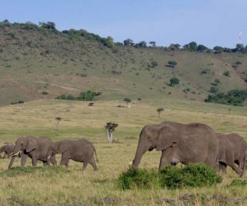 quel-est-le-meilleur-moment-safari-kenya
