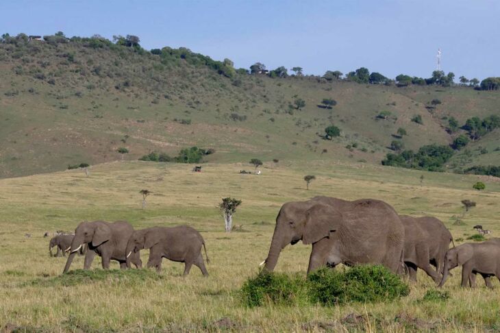 quel-est-le-meilleur-moment-safari-kenya