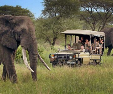 safari-tanzanie-voyage-inoubliable-famille