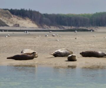 phoques-baie-de-somme