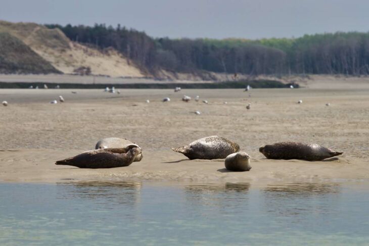 phoques-baie-de-somme