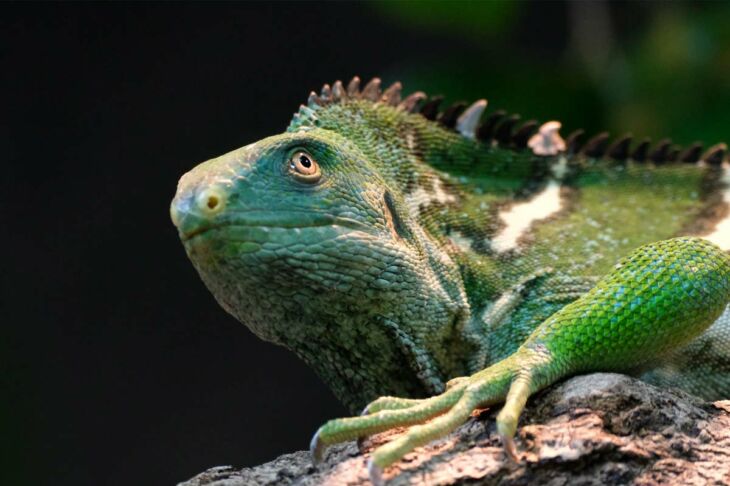 animaux-les-plus-effrayants-et-dangereux-trouves-aux-fidji